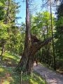 2023_08_18_006-Stenico-Cascate-Bosco-arte-Sternico-Tavodo